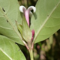 Gaertnera rosea Thwaites ex Benth.
